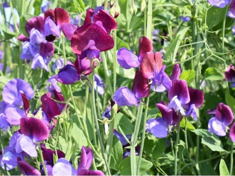 Sweet peas
